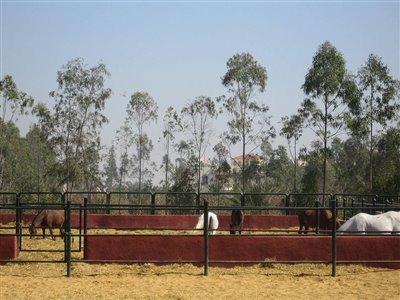 Stables Design and Landscape at Al Sharbatly Stud