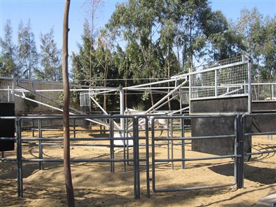 Stables Design and Landscape at Al Sharbatly Stud