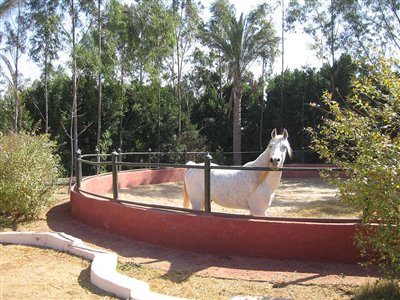 Stables Design and Landscape at Al Sharbatly Stud